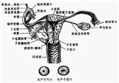 女人 身體|女性生殖系統